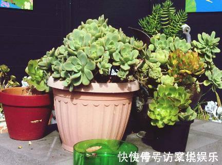 盆栽一枯萎,老婆就在盆栽里放入小药片,不久盆栽又绿油油!