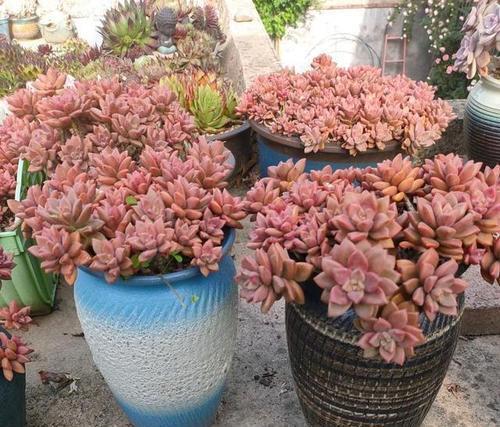 长势|5种容易养成老桩的多肉,一养就能成功,越养越美,适合新手