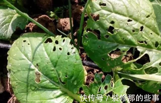 番茄|小苏打也能用来养花，效果那叫一个杠杠的好