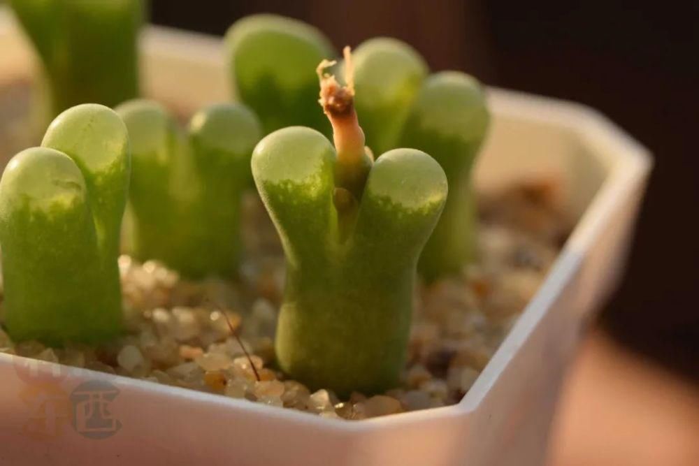  磁铁|磁铁风铃Conophytum Concordans