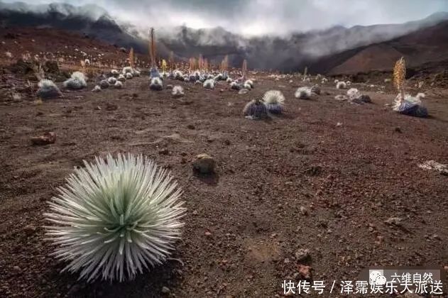 大自然最奇特的花之一，在难见生物的火山口旁，抵抗着高温绽放！