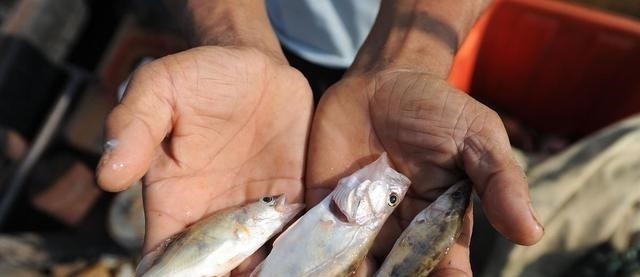 此乃“鱼中上品”我国特有，新鲜的味道鲜美，放臭后也是极品美味