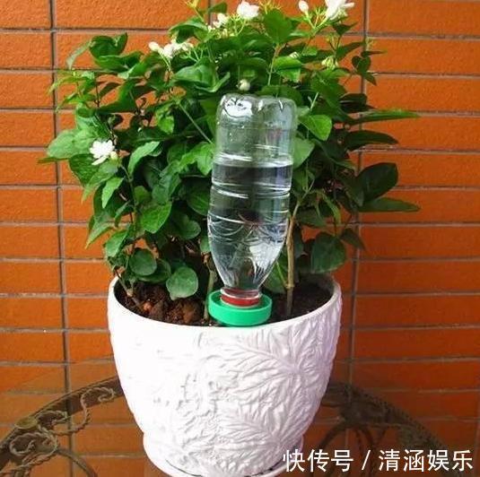 塑料瓶养花可当扦插神器、浇水壶、简易花盆,用途甚广!