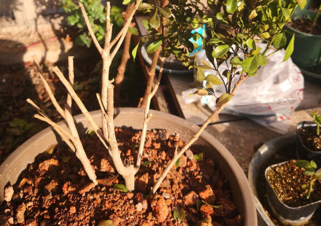 花成了光杆司令,剪一刀撒点药,很快冒新芽