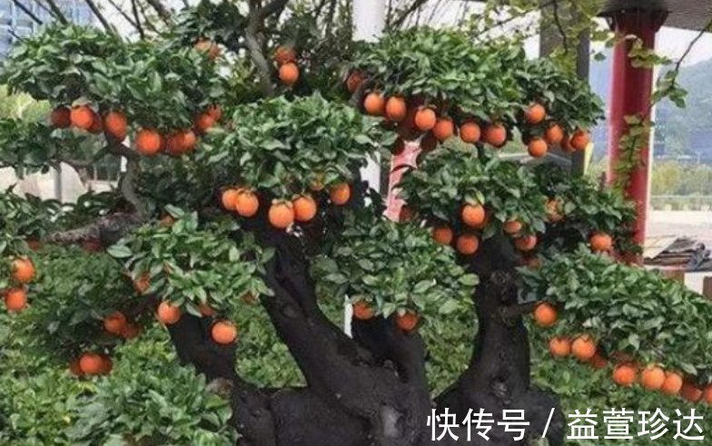 有钱人都养3种花，镇宅又旺财，好养漂亮，养在客厅最合适