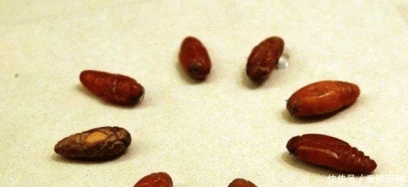 公主墓葬富丽堂皇,2000多件文物中,一串琥珀的意义最为重大!