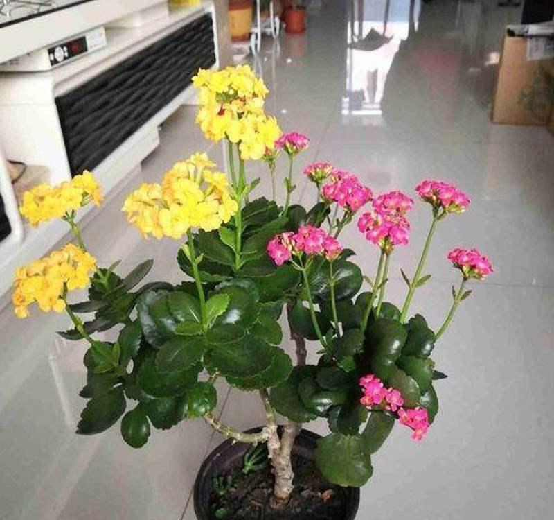 玉树砍一刀,插上长寿花,10天就成活,5个花色轮番开,变大花树