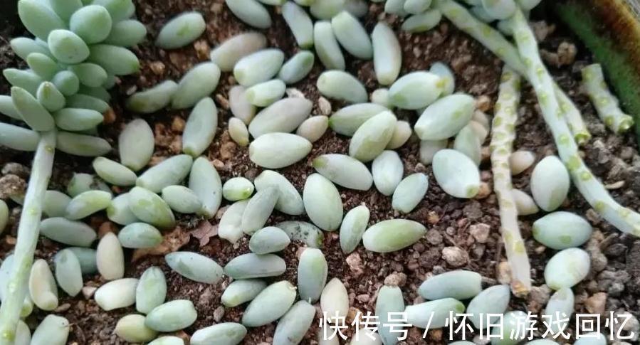 多肉叶插不生根,教你叶插五要素,10天就能长出小胡须