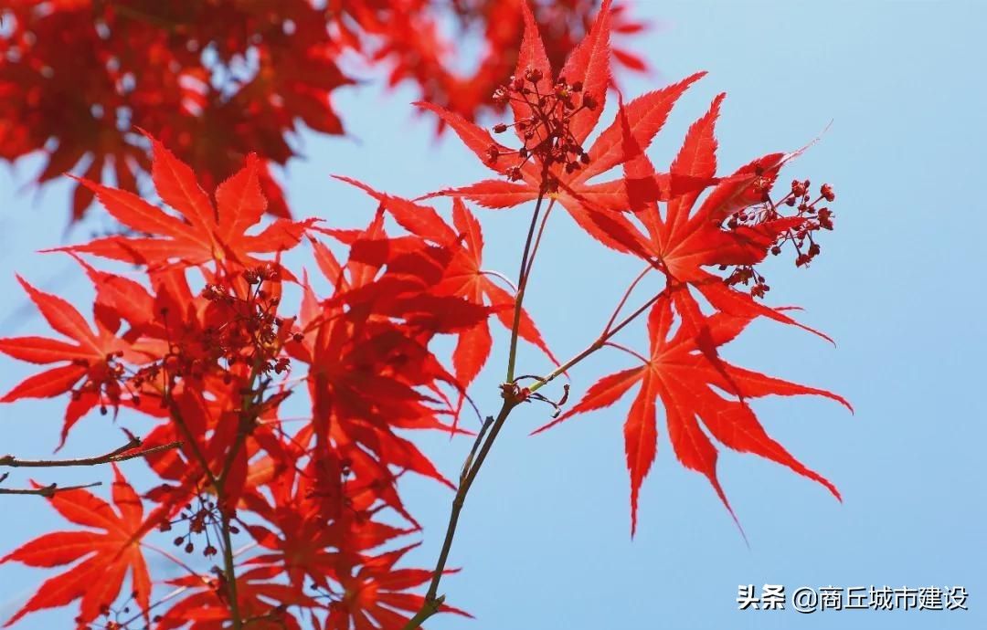 商丘市日月湖景区：春日红枫无限好 赏枫何须待秋时