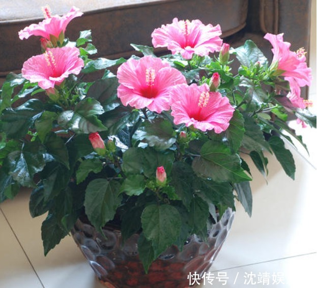 丹麦|喜欢菊花,不如养盆菊中珍品“冰盘托桂”,满地黄花,端庄秀丽