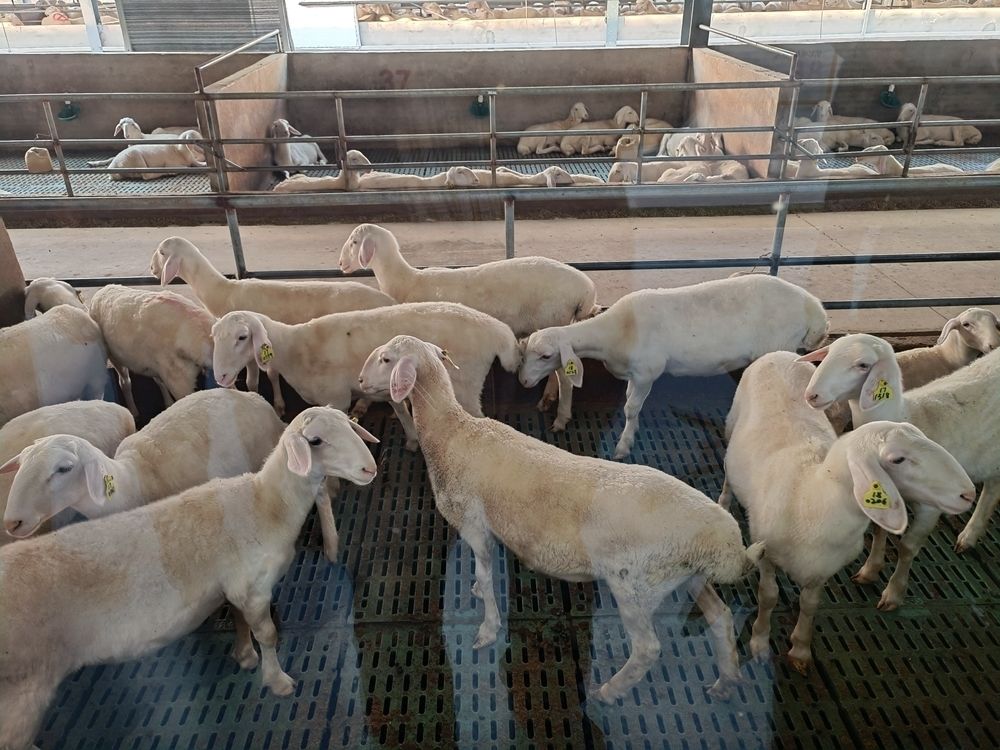 湖州师范学院|湖羊也注册上了“健康码”？