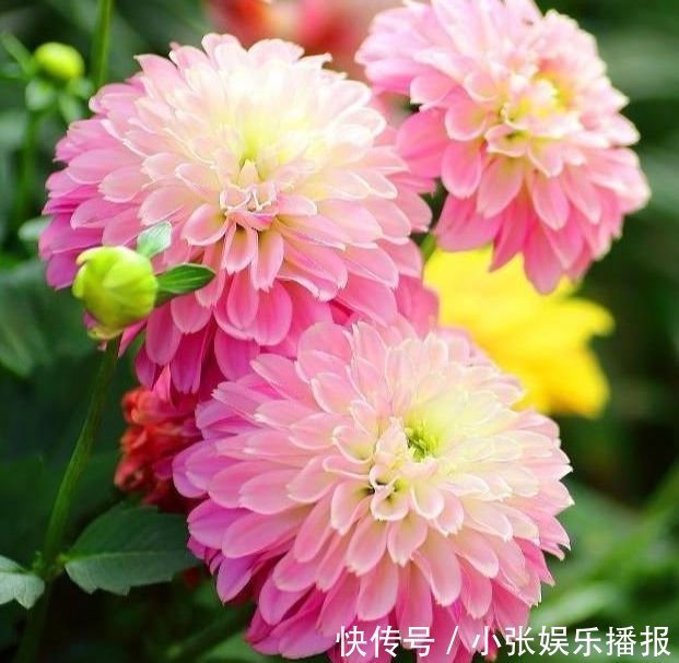 开花最香的4种花,家里养一盆,开花又大又艳,比牡丹美
