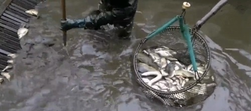 在河里放置铁栏栅，经过的鱼都被拦了下来，看的人都眼红了