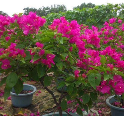 三角梅|养三角梅6年，摸索出1个简单的扦插方法，成活率90%以上！