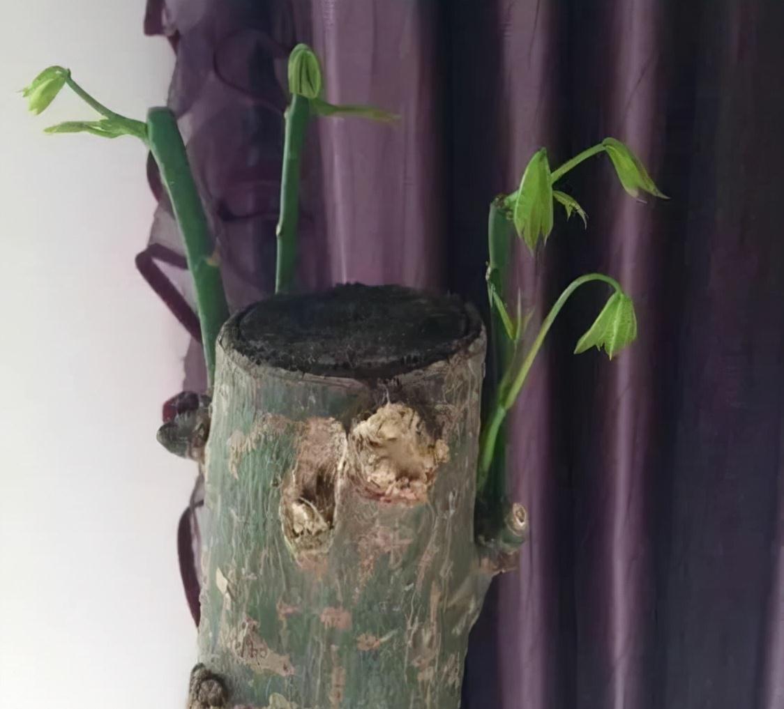 别人把枯树都扔了,捡回来一顿大刀,30天撑起一个客厅