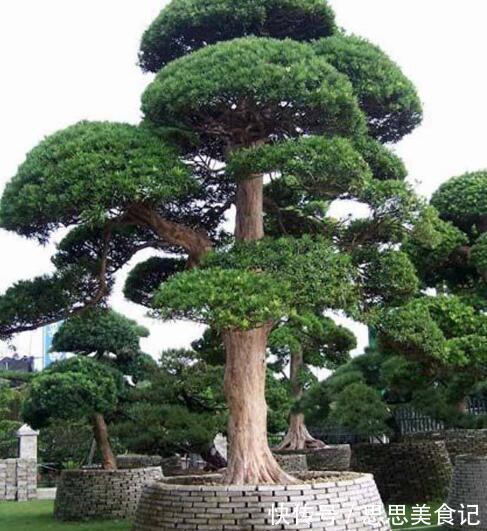 家门口种上3棵树,聚气养人旺三代,富贵人家都种了