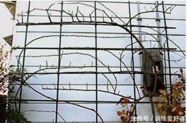 月季呼呼“冒笋芽”，4招护理好，条条枝粗壮，开花成倍翻！