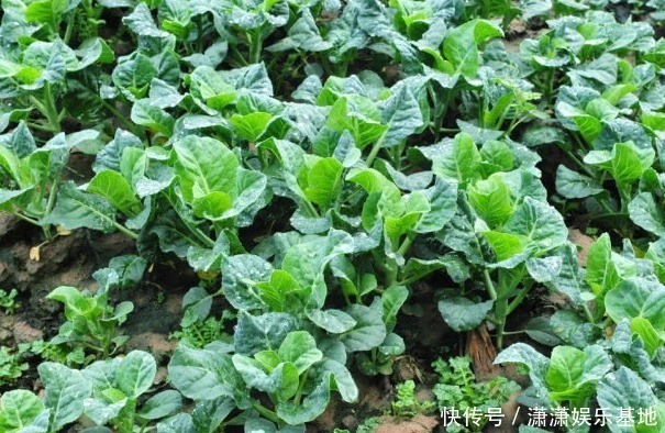 胡萝卜缨|8种“高钙”蔬菜，菠菜不算啥，第一名钙是牛奶3倍，见到别错过！