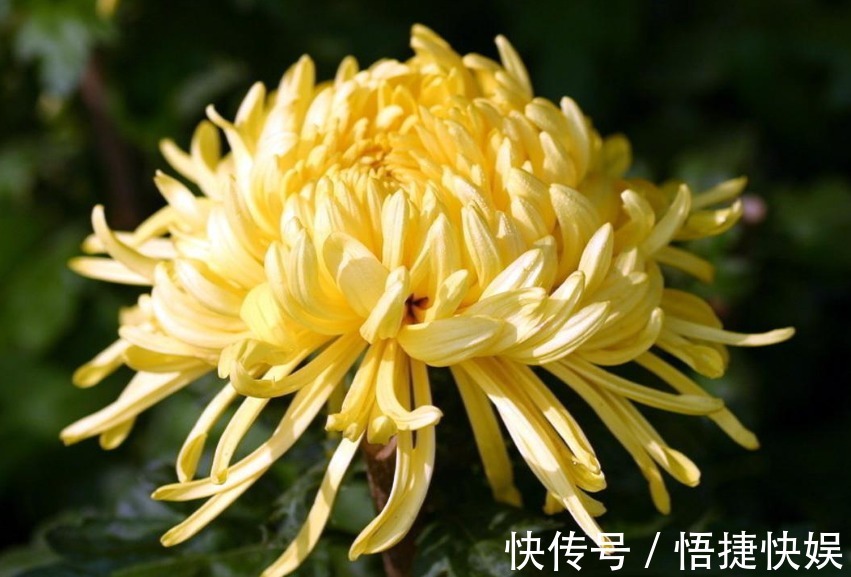 菊花花苞总太少掌握这三点,花芽呼呼的往外冒,菊花轻松爆满盆