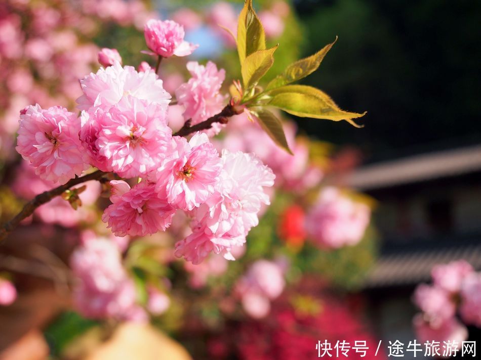 桐庐天子地，集樱花林、溶洞、湖泊峡谷的小众目的地，人少景美