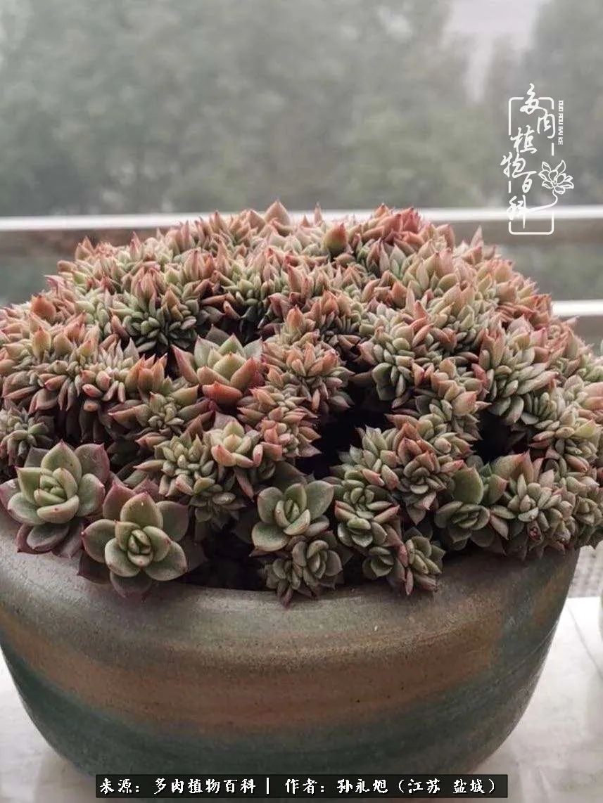 养多肉三年多九万里悟道，终归诗酒田园！