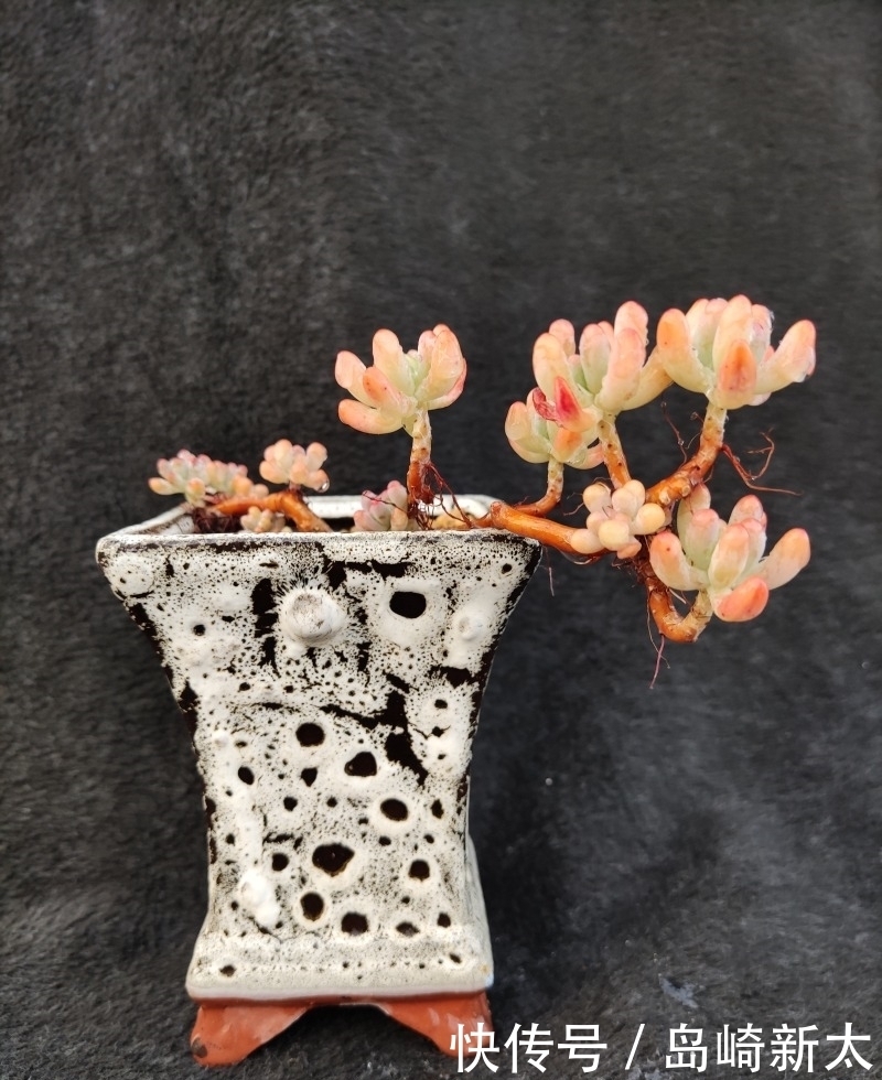 给我一块黑布，多肉走个台步