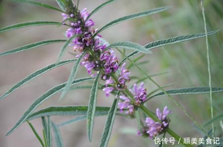 这野菜名叫益母草,有营养,价值高,挖一棵回家,作用多