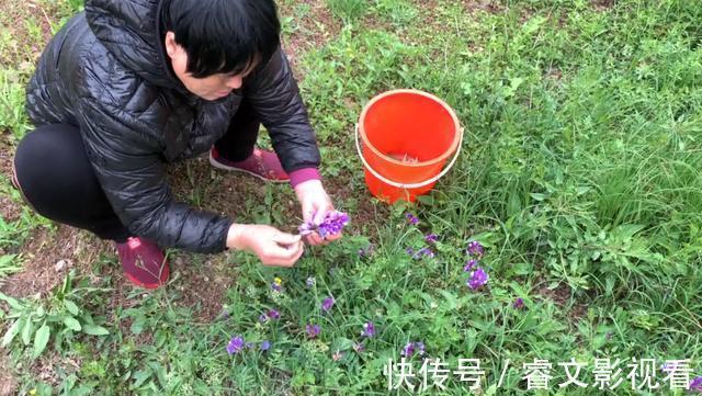 槐花|它是“地里生长的天然青霉素”，隔三差五吃一点，大人孩子少生病