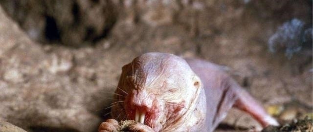 裸鼹鼠|“永生不老”的动物!拥有超强癌症免疫力,人类能否借鉴?