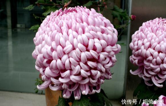 花卉市场最畅销的4种花,清新脱俗,懒人最爱,美极了