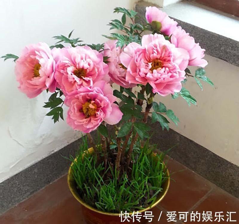 有名的“12种旺财花”,吉祥又大气,养成老桩更“旺家”