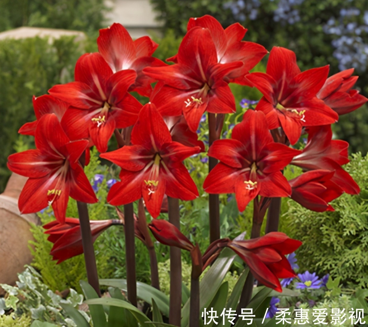 浇水不能有的4个“坏习惯”,新手赶紧改,否则土壤板结,易烂根