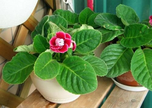 养花:因为土壤呈碱性而引发黄叶问题,就该用这几样“水”解决