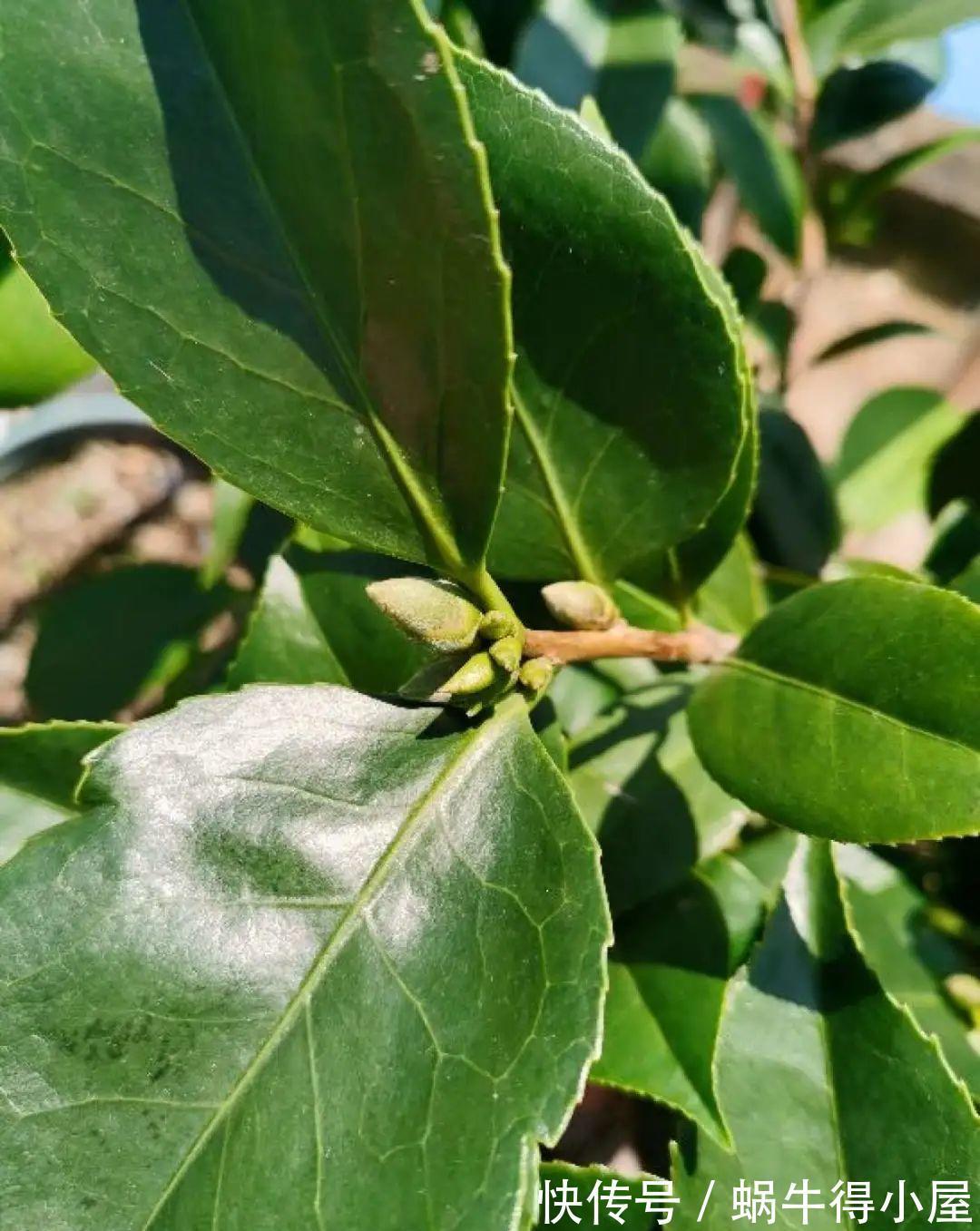 花苞|初秋8种花不能剪,轻则不开花,严重可能剩空盆