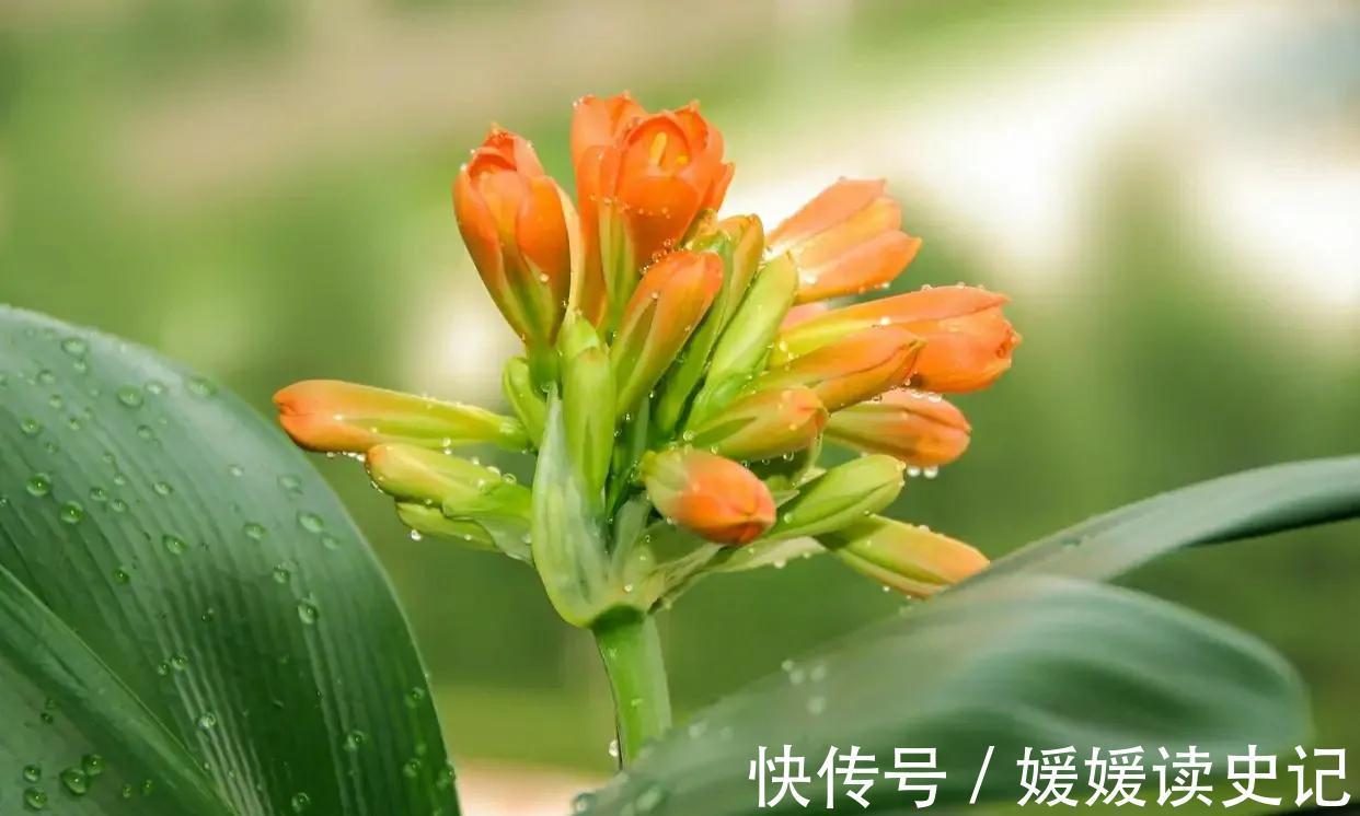 秋季养君子兰有秘诀，掌握四个要点，顺利开花没问题