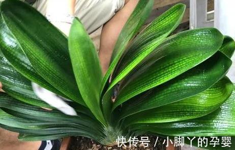 君子兰长得慢,不抽花箭,离不开2个原因,这些你做对了吗