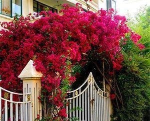 阳台养花在精不在多,3种花好养又好看,值得养一盆