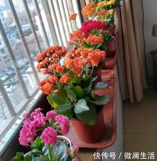 吴大姐养花,7天浇一次肥水,土壤肥沃疏松,家里成花海