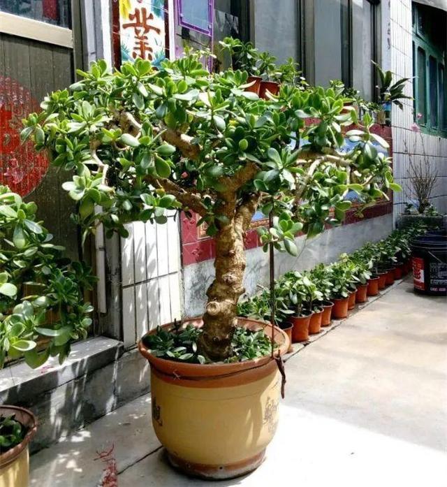 老桩|10月玉树“剪光头”,20天冒出“一堆”新芽,变成老桩超漂亮