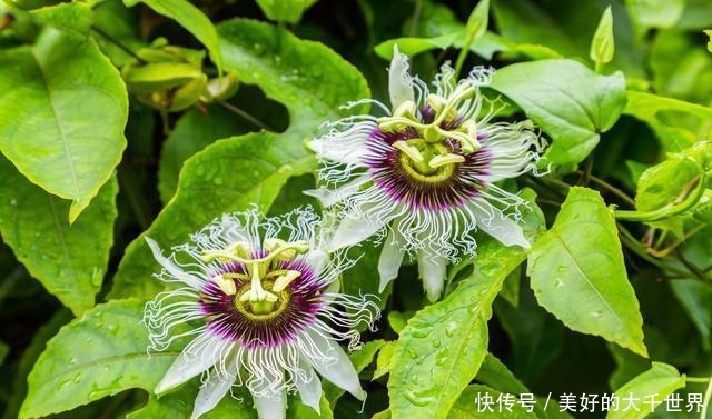 吃剩的百香果籽别扔,种在花盆里,即可四季赏花,也可品果