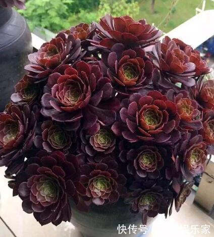 这“4种”多肉，好养又好看，度夏无压力，越养越胖越漂亮