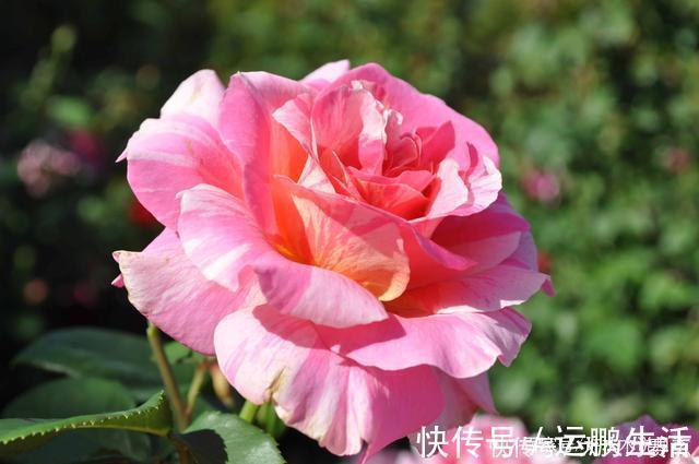 25款勤花又好养的月季品种推荐。新手一定要来一颗,盆栽地栽都行