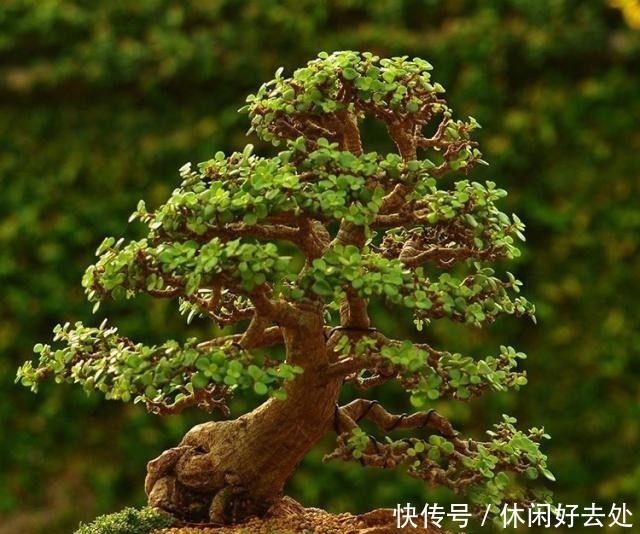 养护|这2种便宜花是“镇宅之宝”,这样养一养,摇身变成“大老桩”!