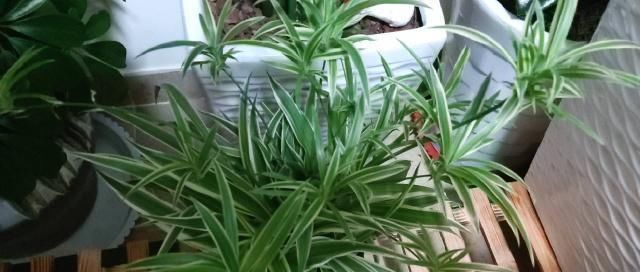 养花,什么情况下“不能施肥”看养花达人怎么说