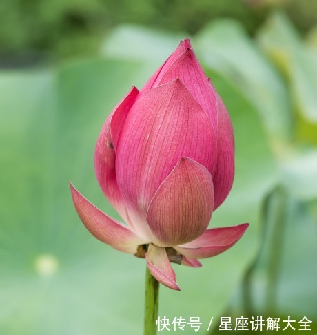 吉星|步入7月中旬,4属相吉星近身,机遇多多,富贵满堂,生活乘风破浪