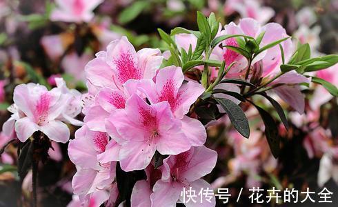 磷酸二氢钾|以下花想要养好难度大,需要熟知它的习性,养护上还要少犯错