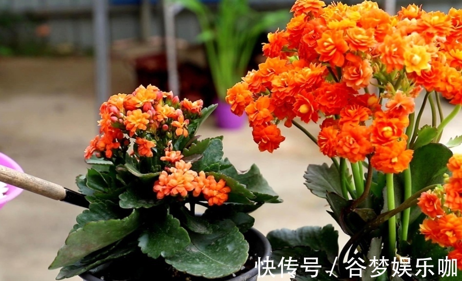 6月养长寿花，讲究“3少1多”，做到这几点，长得旺状态好