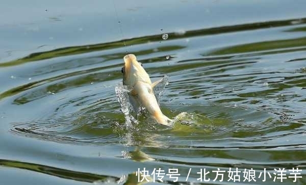 高手这钓法真厉害!省心省力,提竿就能中鱼