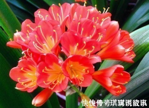 光照|养君子兰的小妙招,年年开花爆盆,叶子整齐不倾斜,全年开花不断