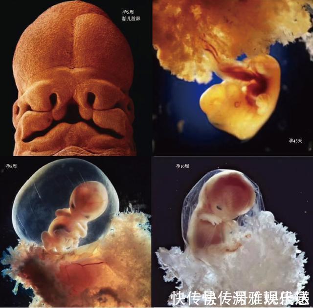 过程|10月胎儿形成全过程,8张图带你了解真相,感受生命的奇迹